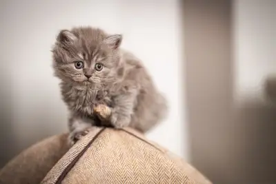 Purebred British Longhair kittens, View more