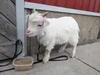 2024 mini silk fainting goat buck for sale