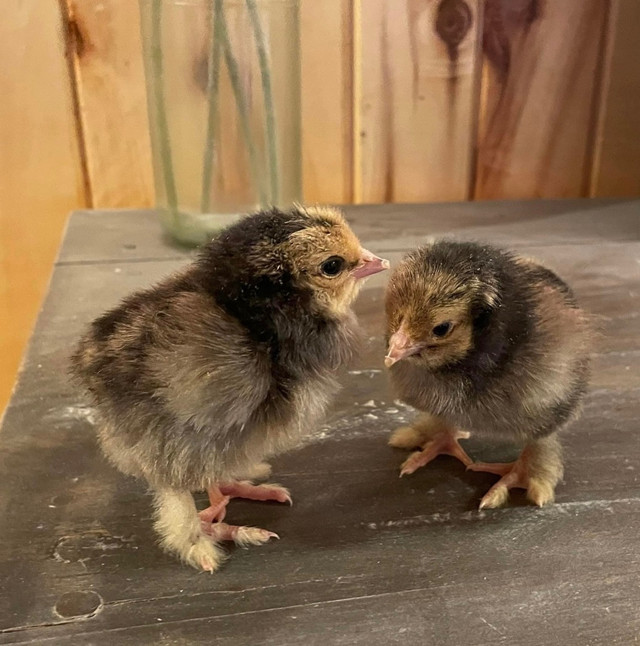 Gold laced Brahma chicks  in Accessories in Edmonton