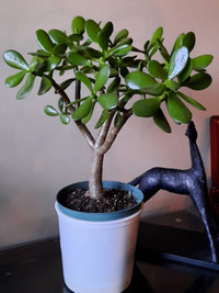Jade Tree Plant Bonsai (Crassula Ovata)
