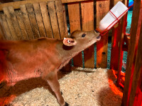 **PPU**Two jersey bottle bull calves available.