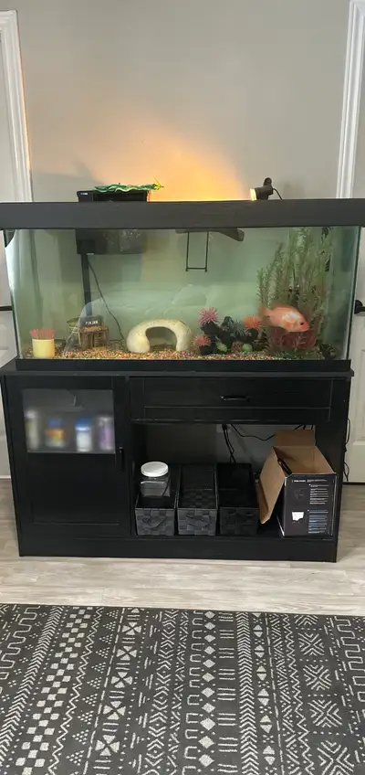 Come with everything you see and food and water conditioner. The fish are healthy . Comes from clean...