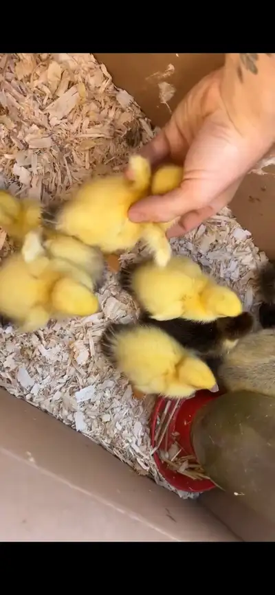  Ducklings available, View more