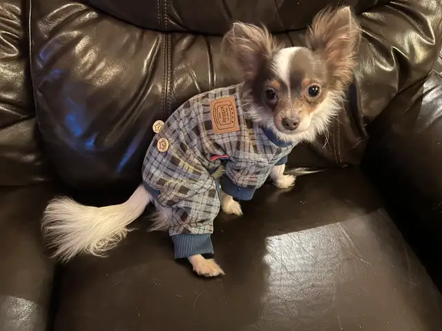 Femelle Chihuahua poil long papillon 4lbs in Dogs & Puppies for Rehoming in Laval / North Shore - Image 11