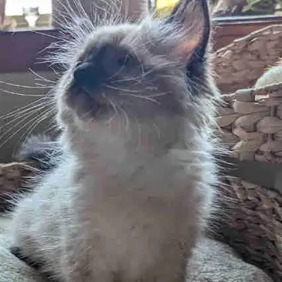 Registered Ragdoll kitten, View more