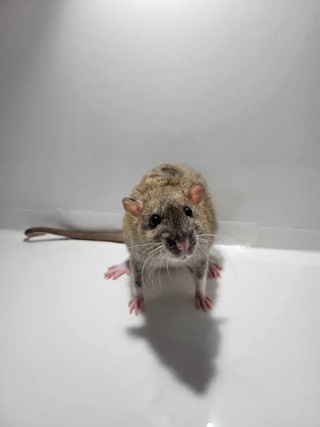 RED RATTERY ADOPTIONS in Small Animals for Rehoming in Delta/Surrey/Langley - Image 5