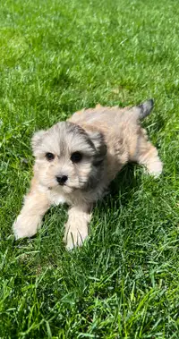 One Beautiful Morkie Puppy Left