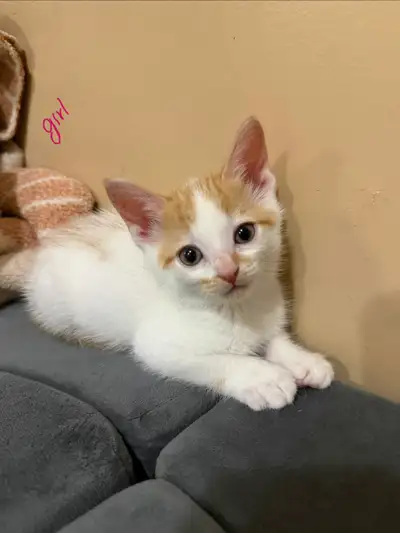 kittens for sale , View more