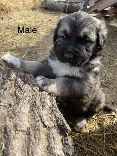 Kangal x puppies UPDATED PHOTOS, View more