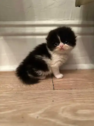 Beautiful scottish folded ears kittens 2 weeks old still need time to be rehomed but hurry up and re...