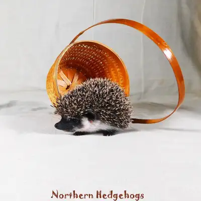 Pedigreed Hedgehog Babies from Ethical Breeder, View more