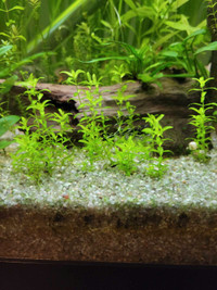 Hemianthus micranthemoides - Pearlweed