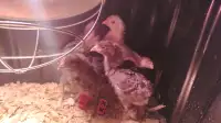4  approx. 3-week-old straight run chicks