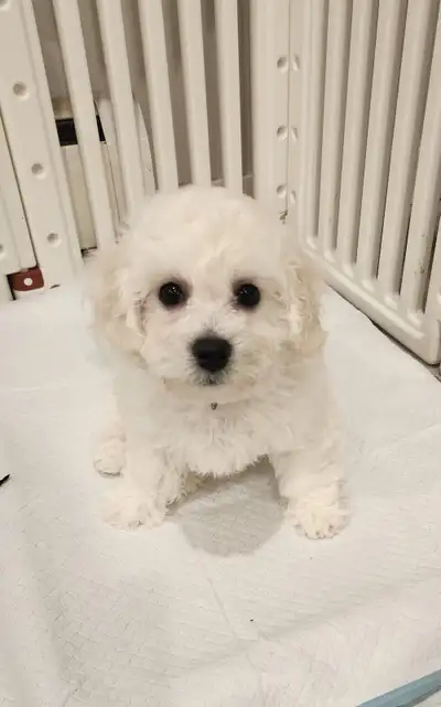 Bichon Frise Puppies: Ready for Their Forever Homes!, View more