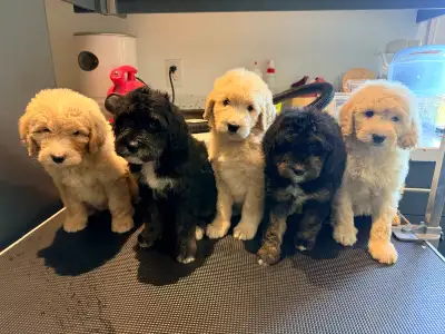 Mini Goldendoodle puppies, View more