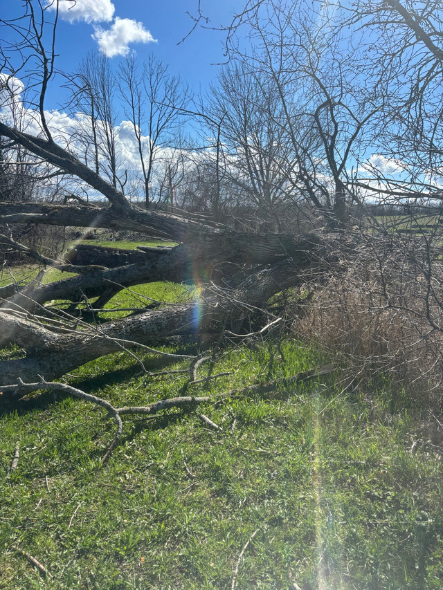 Free Wood   in Free Stuff in Kawartha Lakes