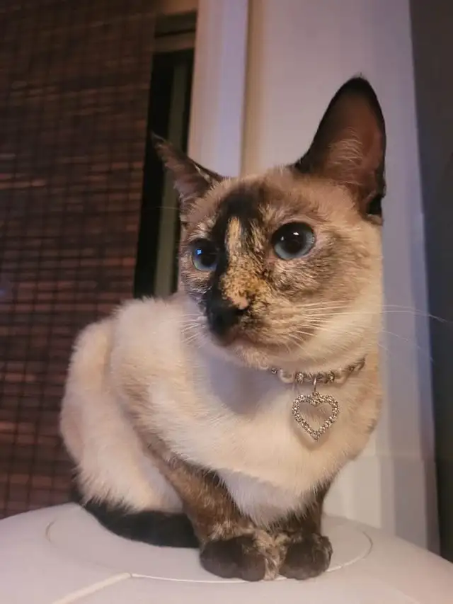 Chatons siamois in Cats & Kittens for Rehoming in Laurentides - Image 9
