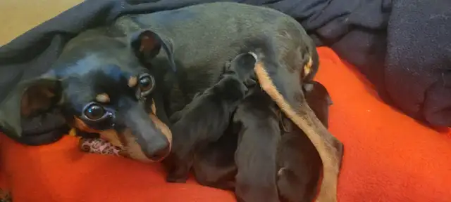 Miniature Pinscher pups in Dogs & Puppies for Rehoming in Winnipeg - Image 6