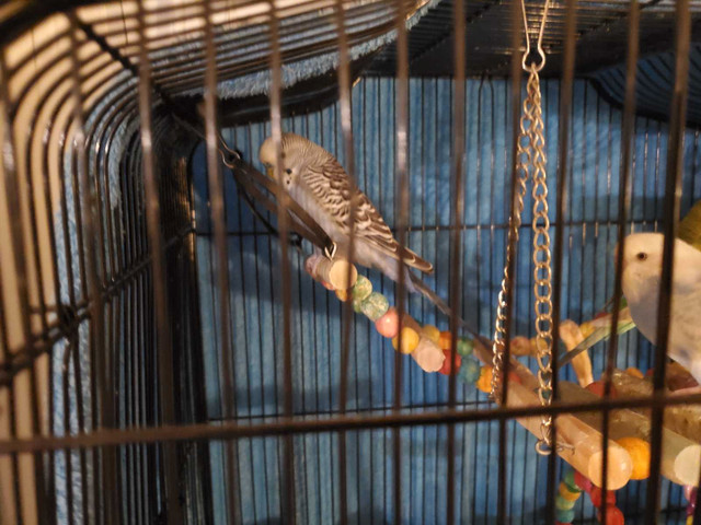 Cage for sale with 5 hand trained budgies in Birds for Rehoming in City of Toronto - Image 3