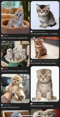 Kitten & Cats