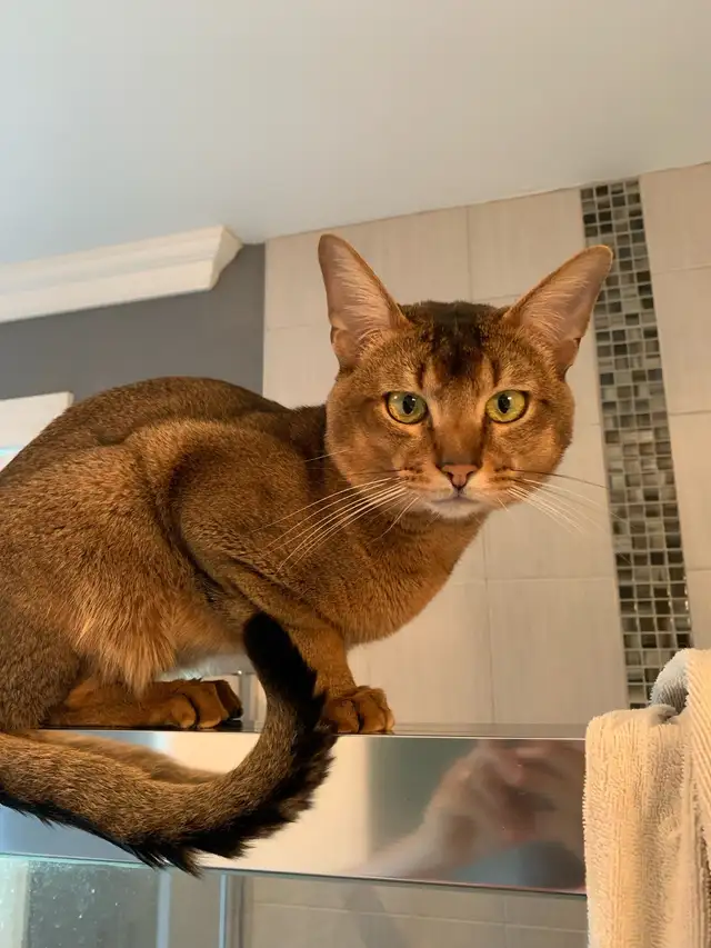 ABYSSIN KITTENS / CHATON ABYSSIN