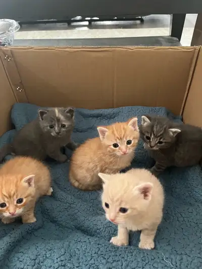 kittens for sale 150 each , View more