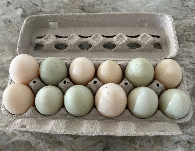 Free range Chicken and duck eggs in Livestock in Windsor Region - Image 2