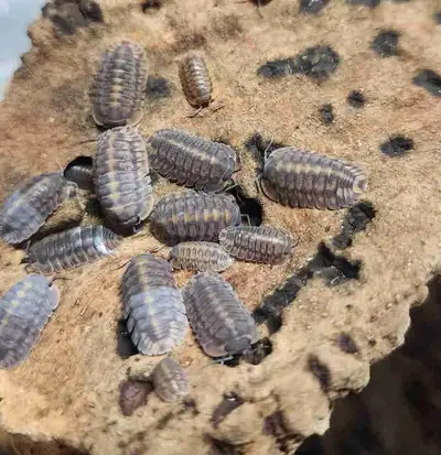 Red Tiger Isopods , View more