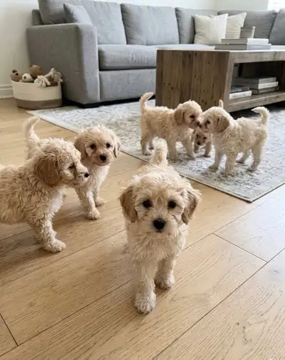 Cockapoo puppies, View more