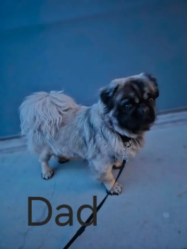 Pug Puppies in Dogs & Puppies for Rehoming in Portage la Prairie - Image 8