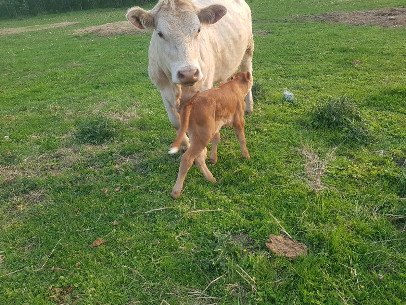 Cow/calf pairs Livestock Brockville Kijiji