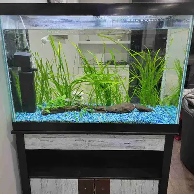65-Gallon Complete Planted Aquarium & Stand, View more
