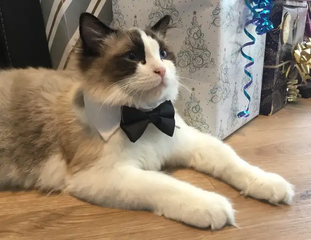 Chatons Ragdoll Certifié  Pure race