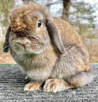 Holland Lop pair