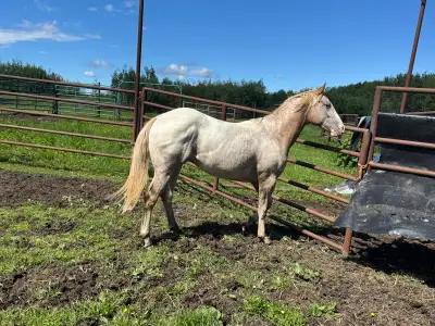 Appaloosa stud, View more