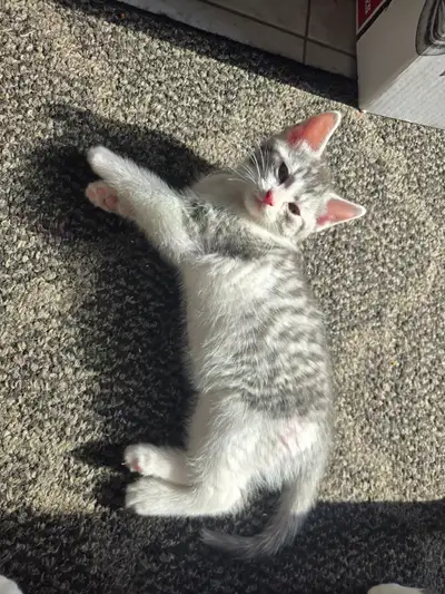 Kitten! One beautiful, affectionate, playful male kitten, View more