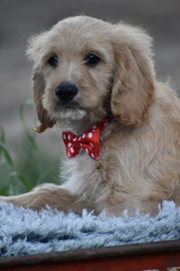 5 Irresistible COCKAPOO puppies AVAILABLE