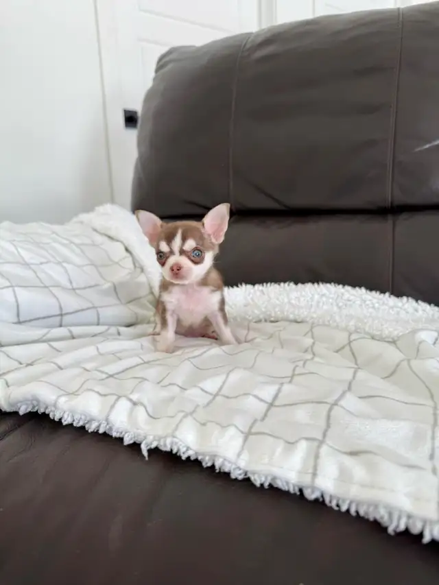 Choco husky colour Chihuahua puppy! in Dogs & Puppies for Rehoming in City of Montréal - Image 8