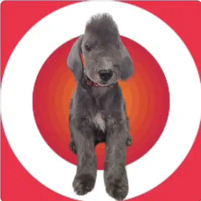 BEDLINGTON TERRIER PUPPIES, View more