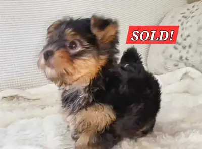 * SOLD!*  Pomeranian X Tea Yorkie Puppy!, View more