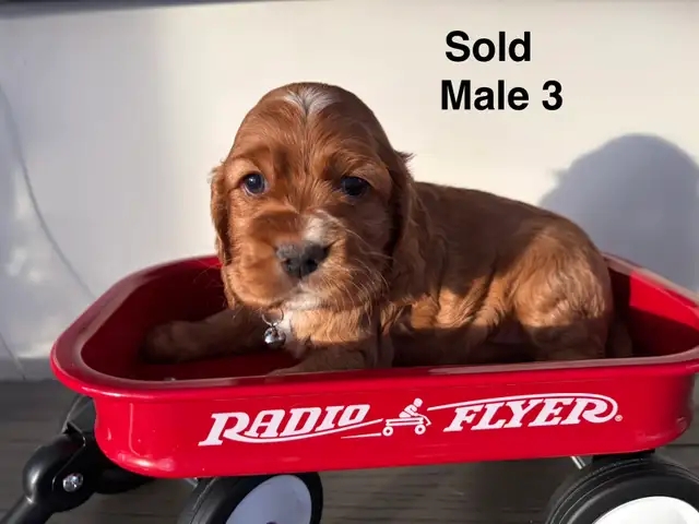 Cocker Spaniel in Dogs & Puppies for Rehoming in Ottawa - Image 6