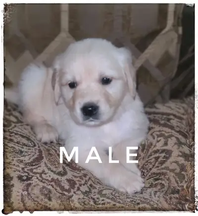 Come meet our little ones and their parents. We are happy to hold your new family member with a depo...
