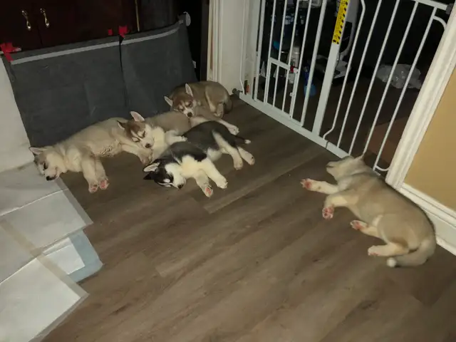 Husky puppies ready for adoption - ONLY TWO LEFT in Dogs & Puppies for Rehoming in Oakville / Halton Region - Image 3