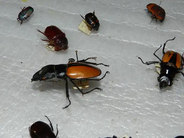 Vintage Museum Bug Collector+Glass+Wood 6 Boxes Each @63235066429185122