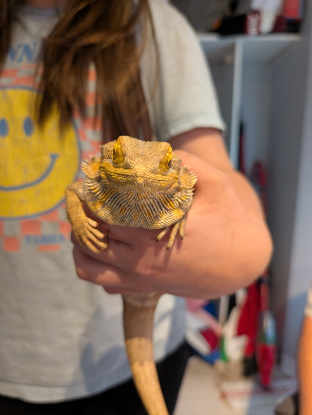 Bearded Dragon in Reptiles & Amphibians for Rehoming in Abbotsford