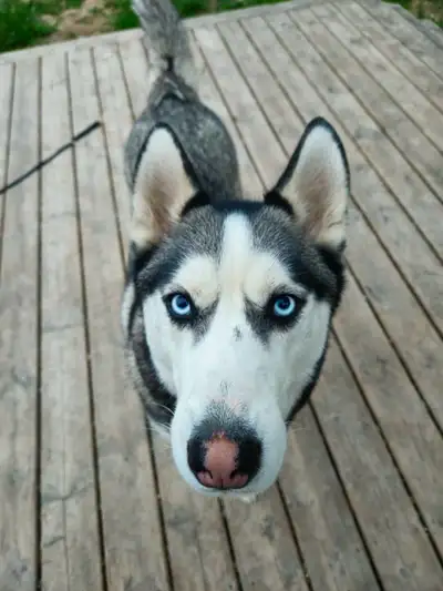 Balto is a neutered husky, great with people, kids and other big dogs, not good with cats, small dog...