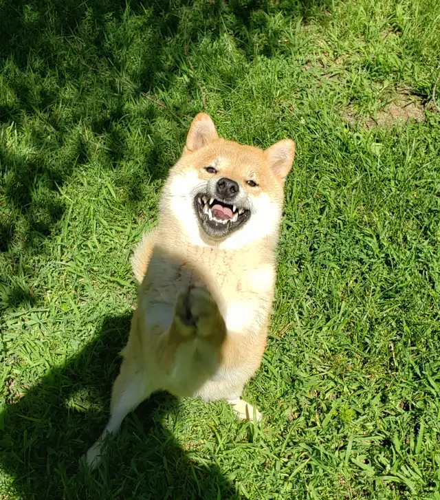 Pure Mini Shiba inu pups mame! Expecting soon/tested parents in Dogs & Puppies for Rehoming in West Island - Image 11