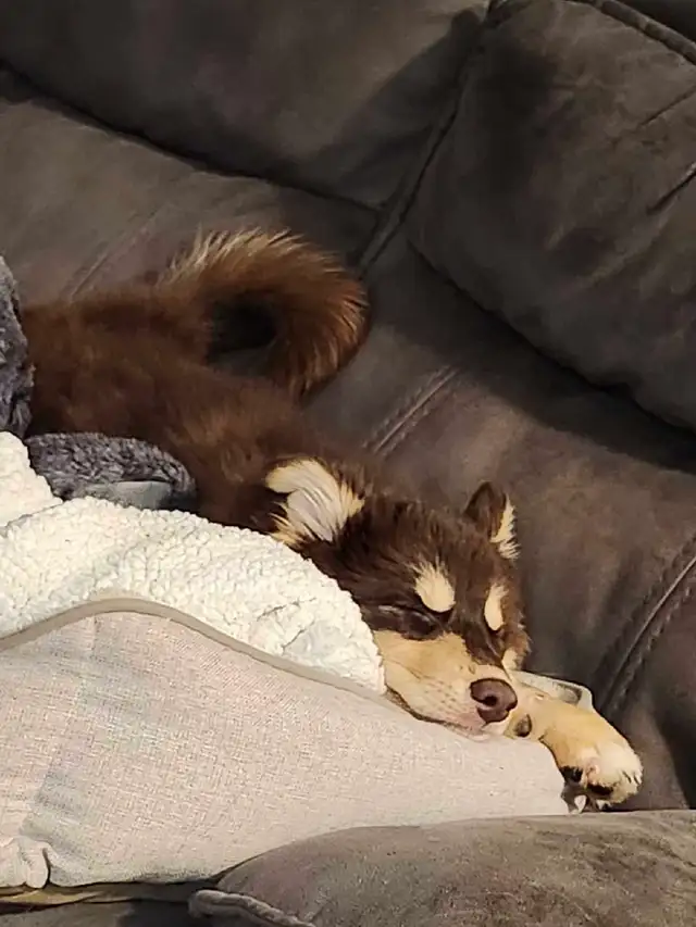 Pomsky Puppies in Dogs & Puppies for Rehoming in Norfolk County - Image 6