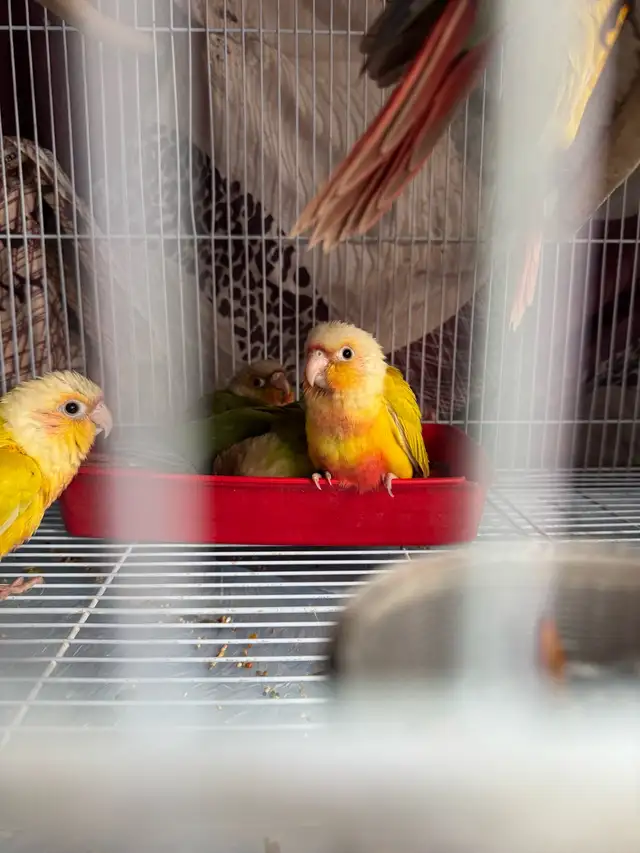 conure  friendly in Birds for Rehoming in Mississauga / Peel Region - Image 9