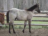 AQHA & APHA   Yearlings  CBHI